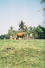 Balinese cow  © Natalia