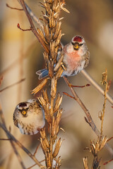 Two common redpolls perching on dry evening primrose stems on blurred background