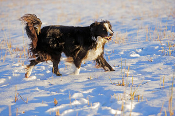 Border Collie running  on snowy meadow on sunny winter day