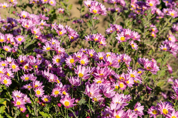 Obraz premium 菊の花