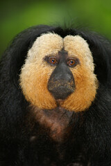 Portrait of a male White-faced Saki
