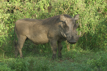 A portrait of a Warthog in Queen Elizabeth National Park, Uganda, Africa
