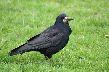 A portrait of a Rook standing in grass
