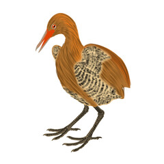 illustration of a bird
