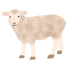 sheep isolated on white