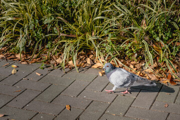 公園を歩く鳩