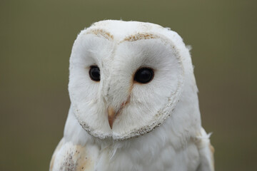 Obraz premium A portrait of a Barn Owl 
