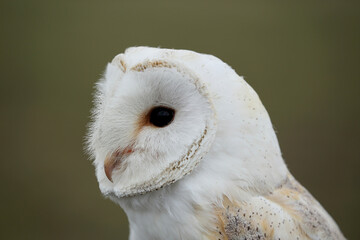 A portrait of a Barn Owl
