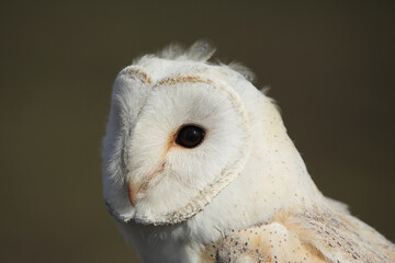 A portrait of a Barn Owl
