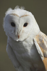 A portrait of a Barn Owl
