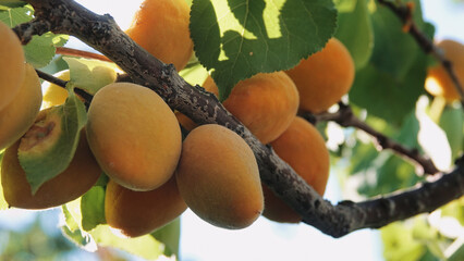 Fresh ripe apricots sweet fruits on apricot tree, new harvest