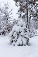 Fototapeta na wymiar Winter. Snowfall. Spruce covered with snow
