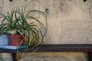 Betonish Tillandsia flowers or potted flower, pots on a board hanging on an old stone wall, vintage	
