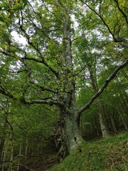 Foret des montagnes Pyrénées françaises