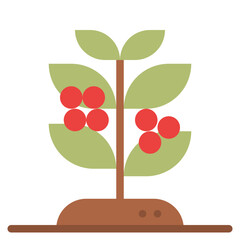 coffee tree beans plant coffee icon