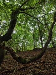 Branche d'arbre montagne 