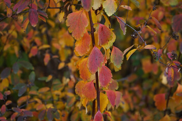 Yellow leaves on a branch in autumn park, close-up.