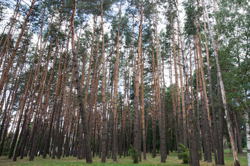 Obraz premium Pine grove of many tall trees, blue sky with clouds during the day, as a textured background image for the decoration of your design or illustrations.