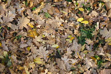 Multi-colored maple leaves lie on the grass. Top view. Scene of changing nature.