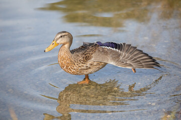 Gros plan d' un canard en mouvement dans l'eau au Lac de Sauvabelin dans le canton de Vaud en Suisse