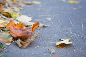 Golden autumn maple leaves view. Close-up.