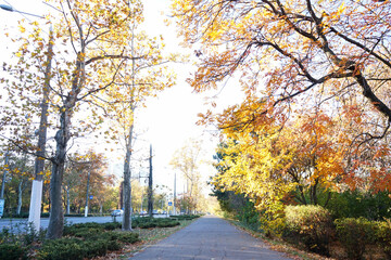 Autumn alley in the park, morning light. Nature change scene.