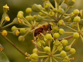 Biene auf Bl&uuml;te