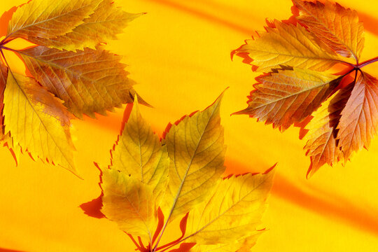 A bunch of yellow-red autumn leaves of wild grapes on an orange background