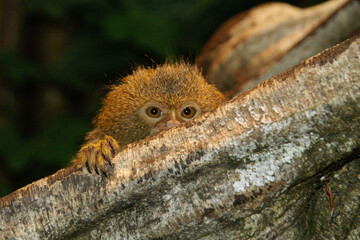 An adorable Pygmy Marmoset on a branch of a tree
