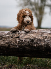 Pudel Mischling Hund Welpe in der Natur