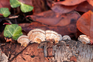 Wood decay mushrooms on a tree trunk. Copy space