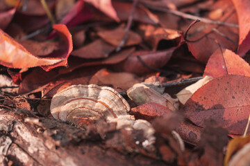 Wood decay mushrooms on a tree trunk. Copy space