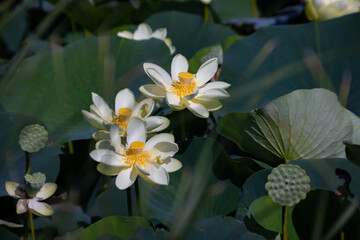 white water lilies