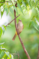 bird on a branch