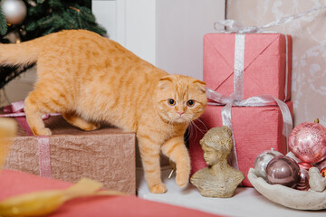 Fototapeta na wymiar Happy New Year, Christmas holidays and celebration. Cat breed Scottish Fold portrait.