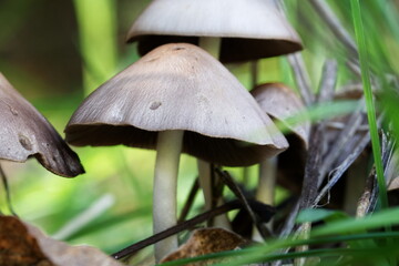 mushroom in the forest