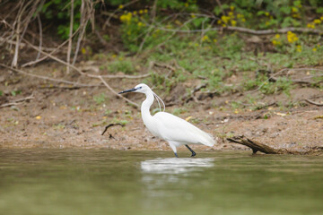 Birds are most at risk of extinction as a result of climate change, eagles, heron, egrete with...