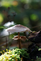 mushroom in the forest