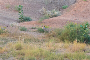 Obraz na płótnie Canvas White-footed fox or desert fox(Vulpes vulpes pusilla) at Desert National Park, Jaisalmer, Rajasthan, India.