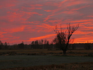 Red sky and clouds landscape with dead trees