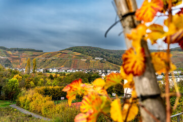 Weinreben im Ahrtal an einem Weinberg bei Ahrweiler