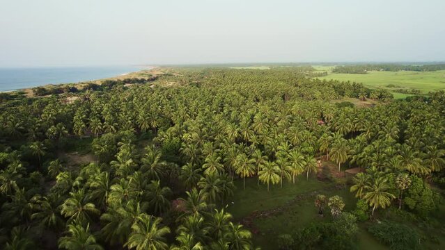 Aerial view of the palm tree plantation from above