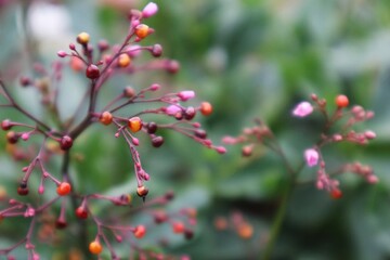 talinum fruticosum,red berries on a branch