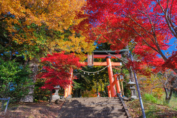 山梨県富士吉田市 紅葉に染まる新倉富士浅間神社の鳥居