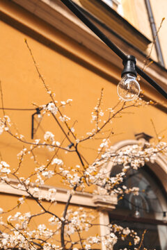 Vertical image of white spring tree against brown wall and electric bulb