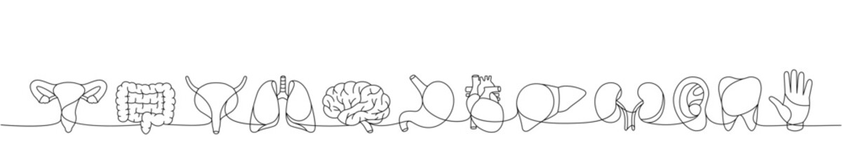 Set of human organs one line. Lungs, brain, stomach, tooth, bladder, heart, liver, kidneys, reproductive system, ear, hand one line illustration.