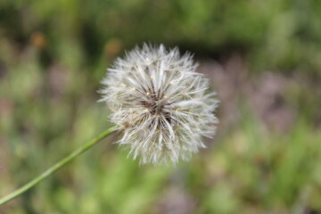 Close view of a delicated flower