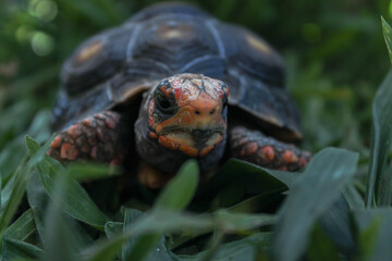 Close view of a tortoise