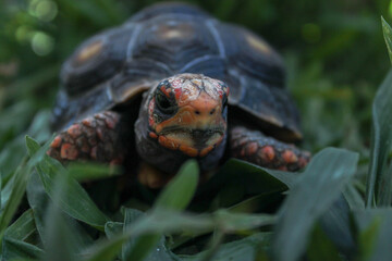Naklejka premium Close view of a tortoise