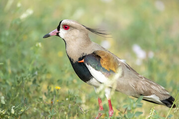 The Tero, South American bird close-up with its orange spur that serves as protection